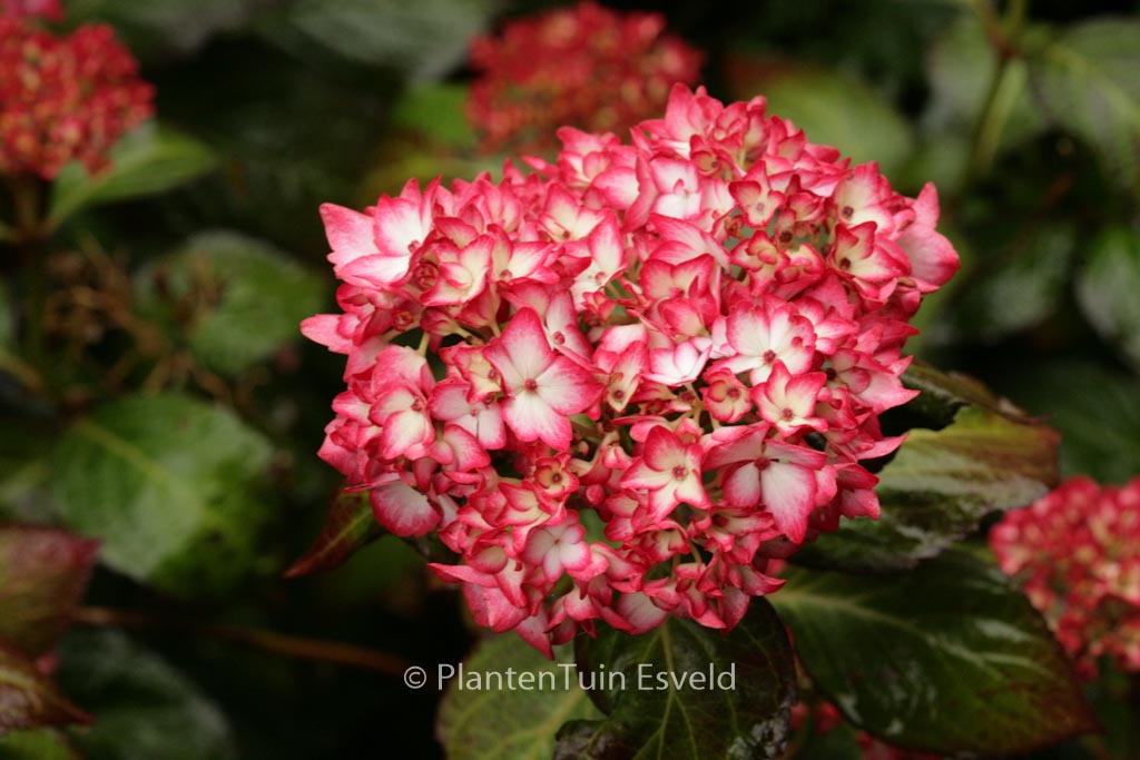 Hydrangea macrophylla ‘Mirai’