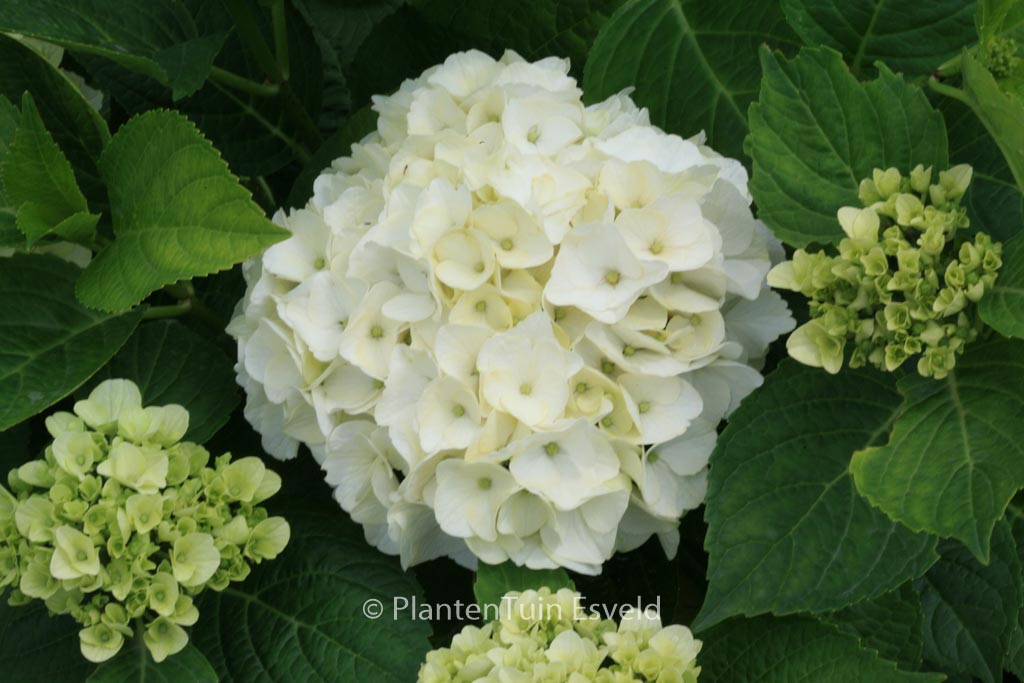 Hydrangea macrophylla ‘Napo’ (MAGICAL PEARL)