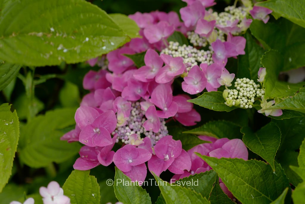 Hydrangea macrophylla ‘Nizza’