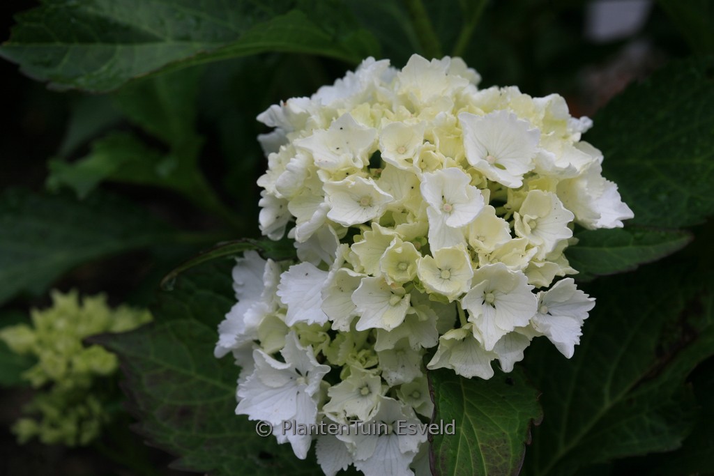 Hydrangea macrophylla ‘Nymphe’