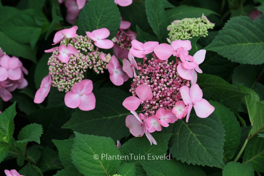 Hydrangea macrophylla ‘Phiim’ (TWIST-N-SHOUT)