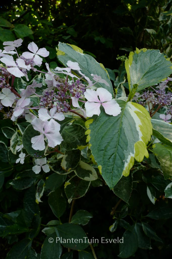 Hydrangea macrophylla ‘Quadricolor’