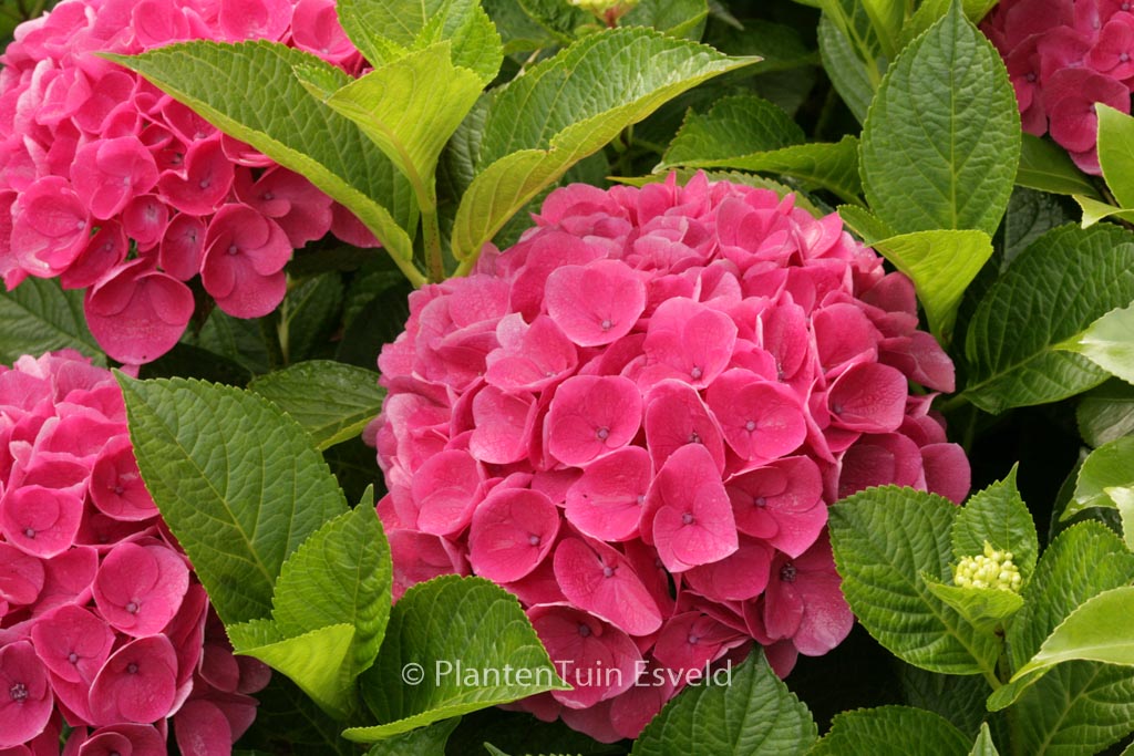 Hydrangea macrophylla ‘Rathen’ (SAXON)