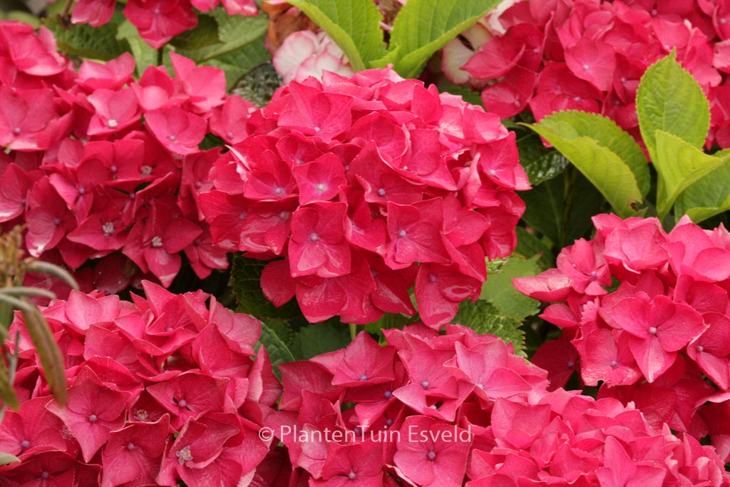 Hydrangea macrophylla ‘Red Beauty’