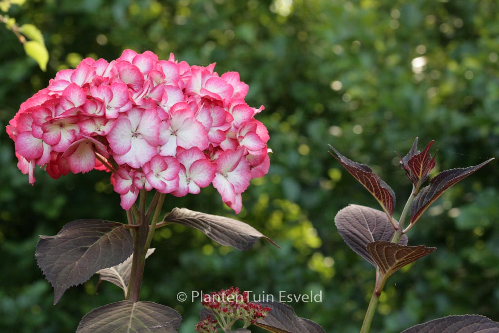 Hydrangea macrophylla ‘Ripple’
