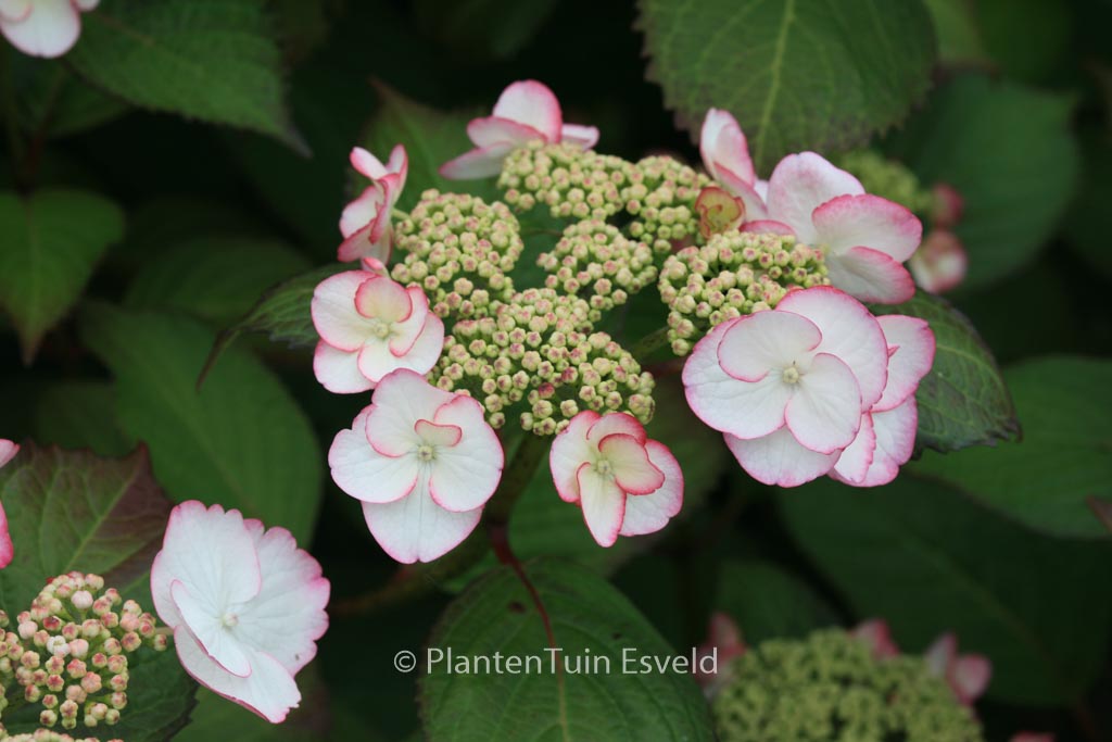 Hydrangea macrophylla ‘Sandra’