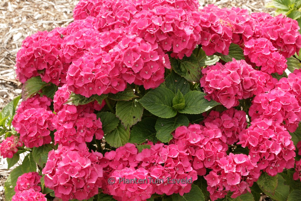 Hydrangea macrophylla ‘Schöne Bautzenerin’