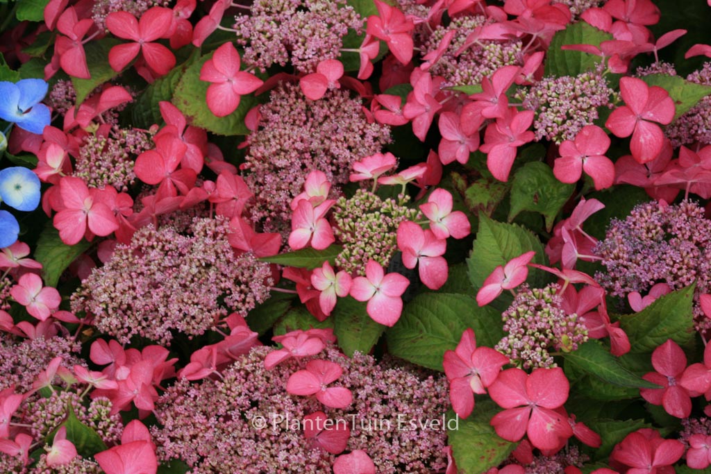 Hydrangea macrophylla ‘Selina’