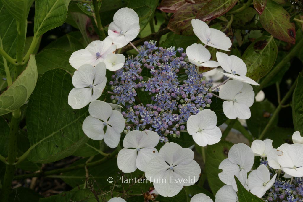 Hydrangea macrophylla ‘Snow’