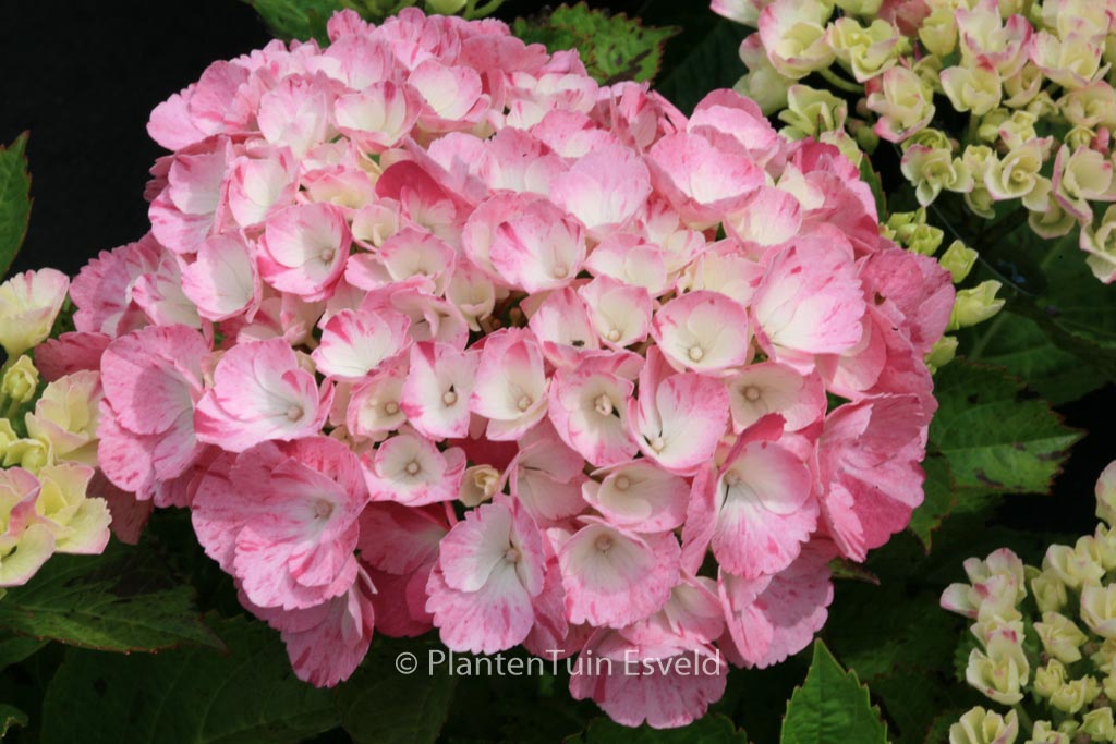 Hydrangea macrophylla ‘Sweet Fantasy’ (HOVARIA)