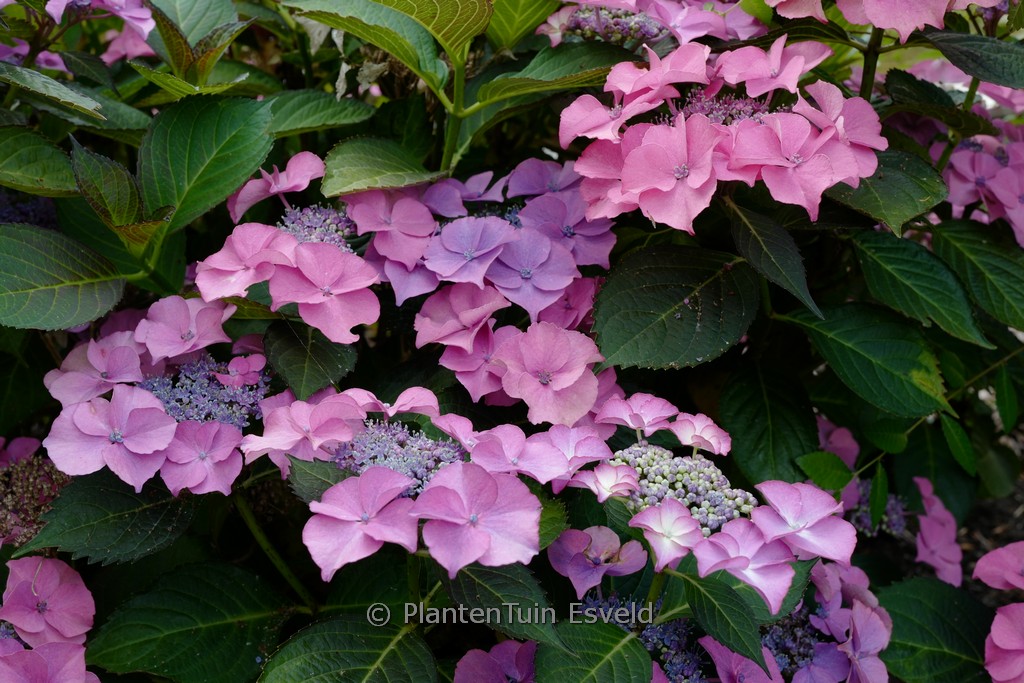 Hydrangea macrophylla ‘Sweet Lollipop’