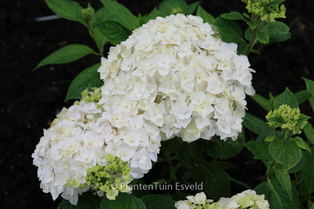 Hydrangea macrophylla ‘The Bride’ (ENDLESS SUMMER)