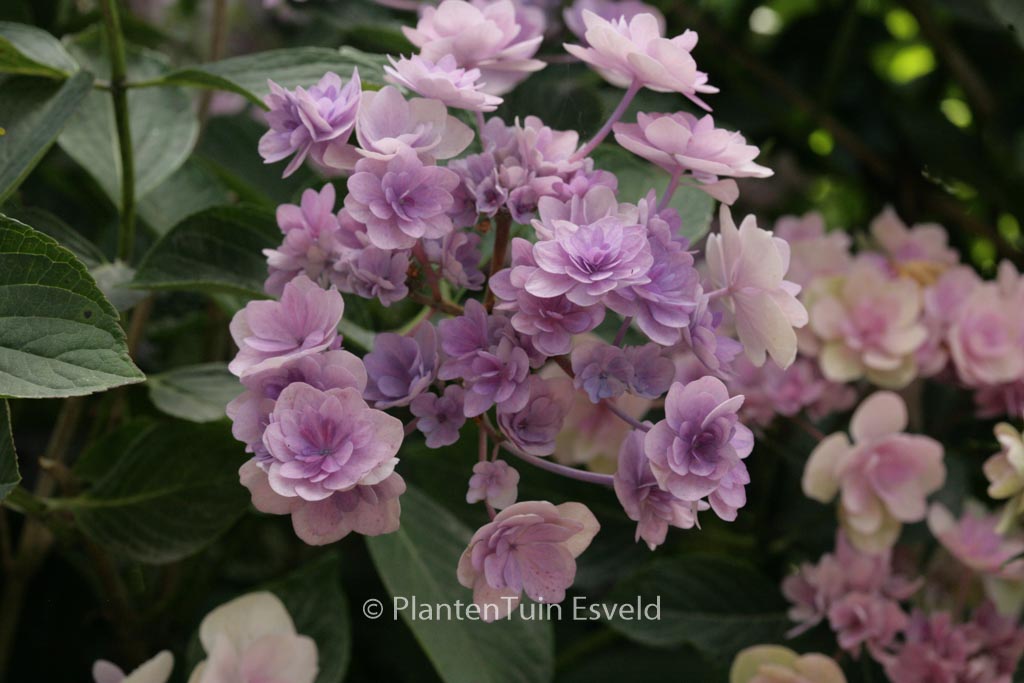 Hydrangea macrophylla ‘Youmefour’ (PASSION)