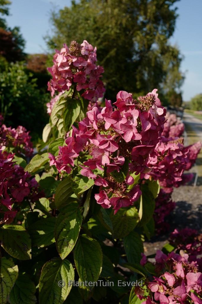 Hydrangea paniculata ‘Big Chine Continental’