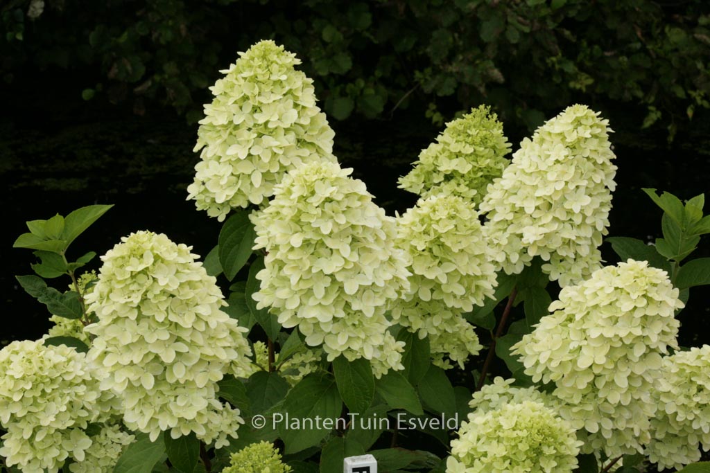 Hydrangea paniculata ‘Bokraflame’ (MAGICAL CANDLE)