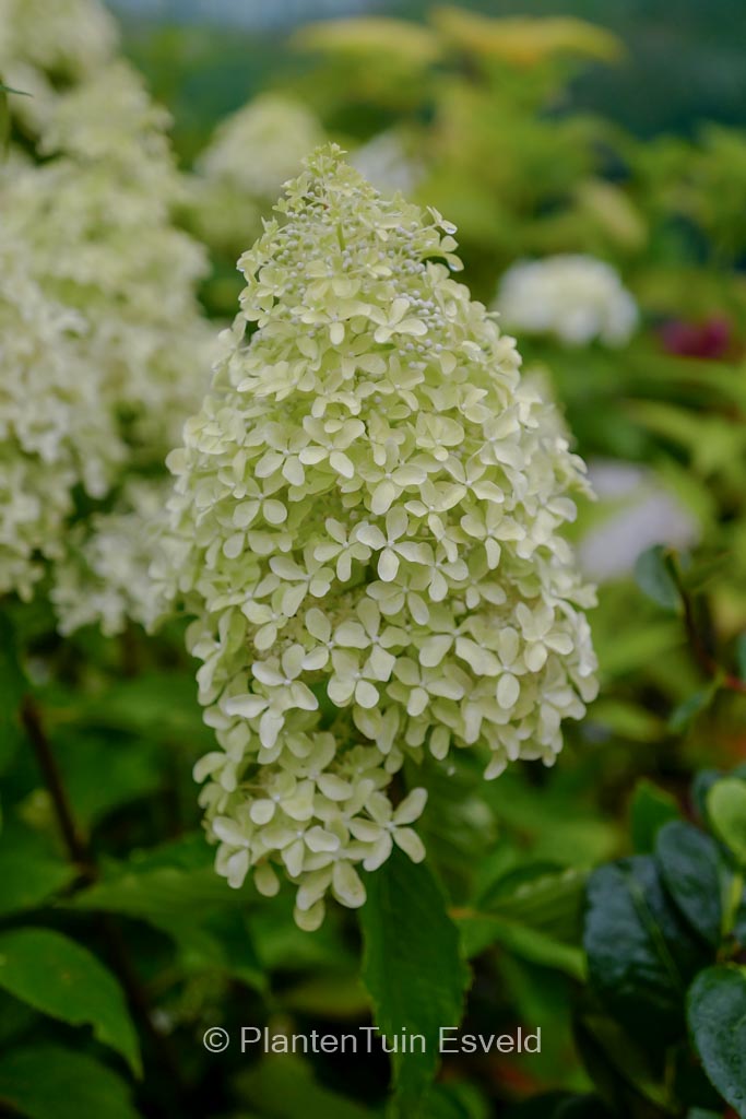 Hydrangea paniculata ‘Bokralims’ (MAGICAL LIME SPARKLE)