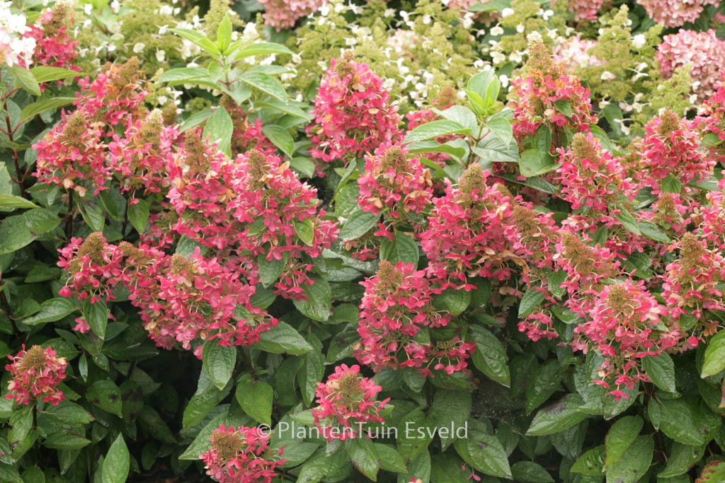 Hydrangea paniculata ‘Bokratorch’ (MAGICAL FLAME)