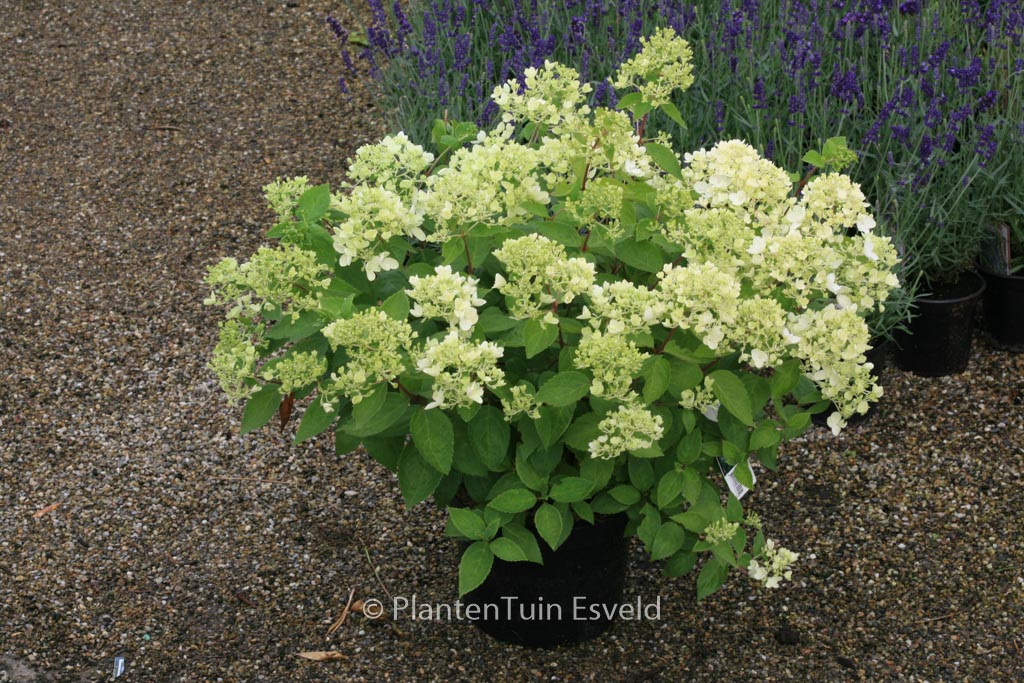 Hydrangea paniculata ‘Bombshell’