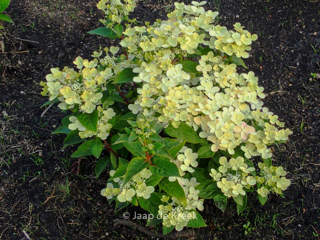 Hydrangea paniculata ‘Breg14’ (SWITCH OPHELIA / POLESTAR)