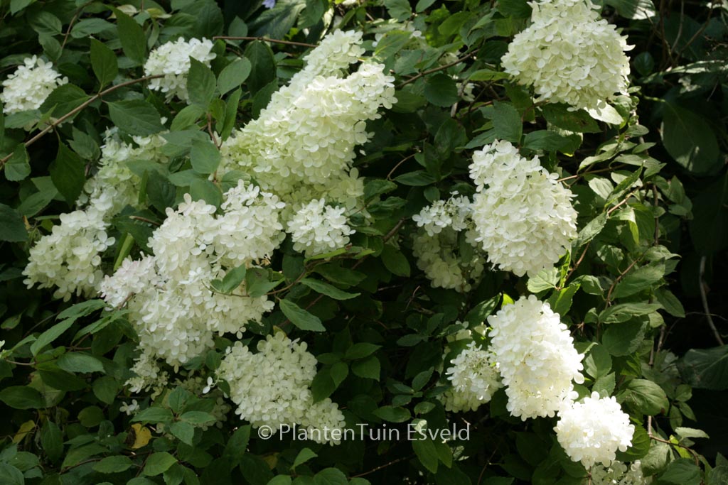 Hydrangea paniculata ‘Darlido’ (DART’S LITTLE DOT)