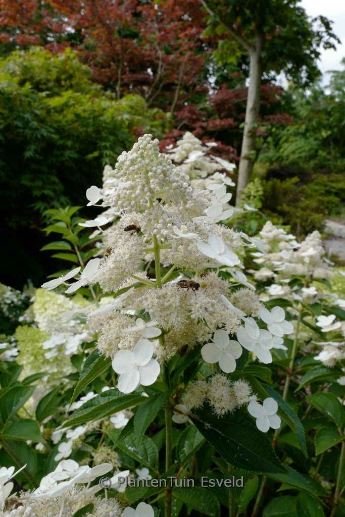 Hydrangea paniculata ‘Dolprim’ (PRIM WHITE)