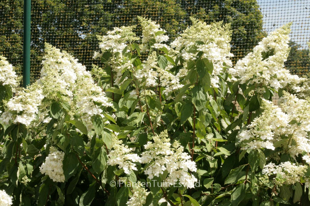 Hydrangea paniculata ‘Evereste’