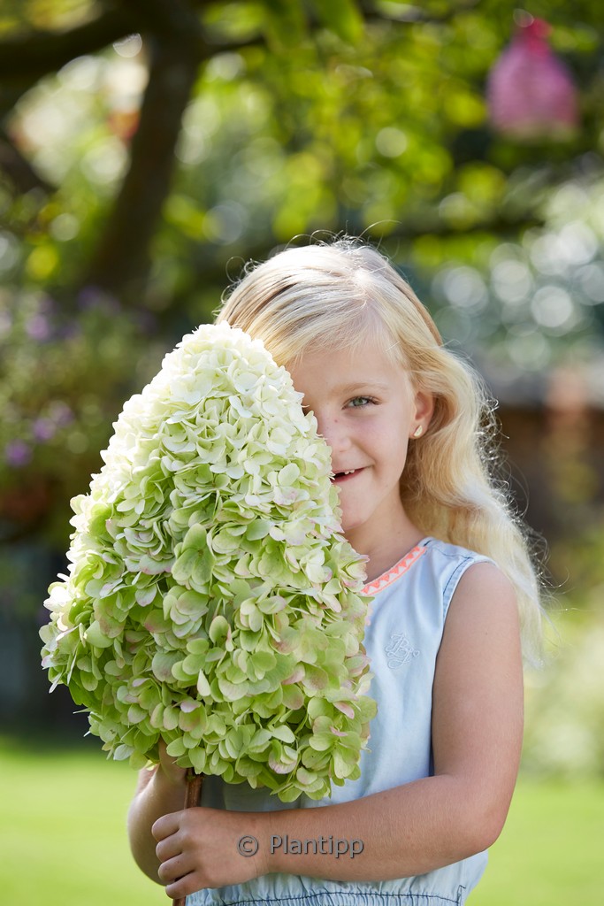 Hydrangea paniculata ‘Grhp14’ (HERCULES)
