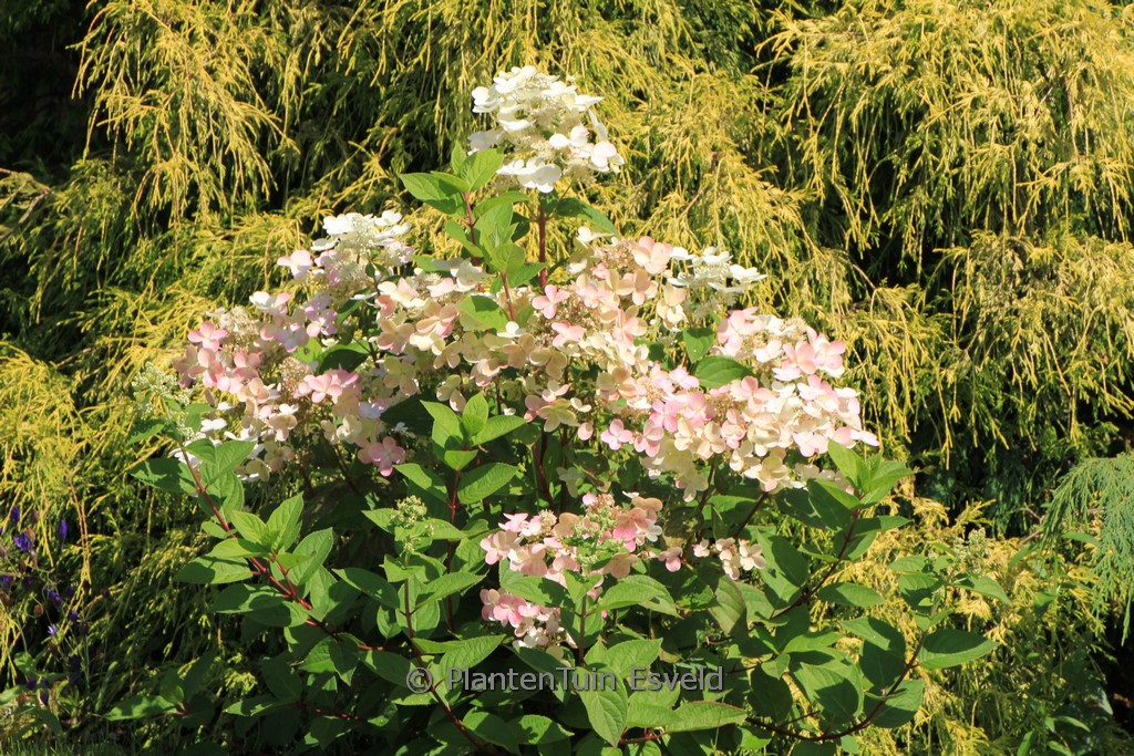Hydrangea paniculata ‘HPOPR018’ (EARLY HARRY)