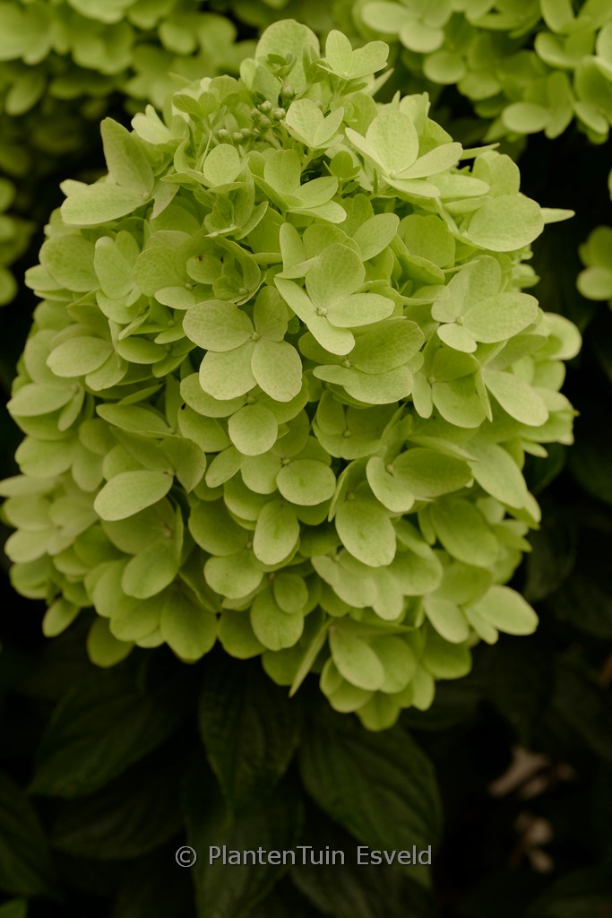Hydrangea paniculata ‘Hp217902’ (PANDORA)