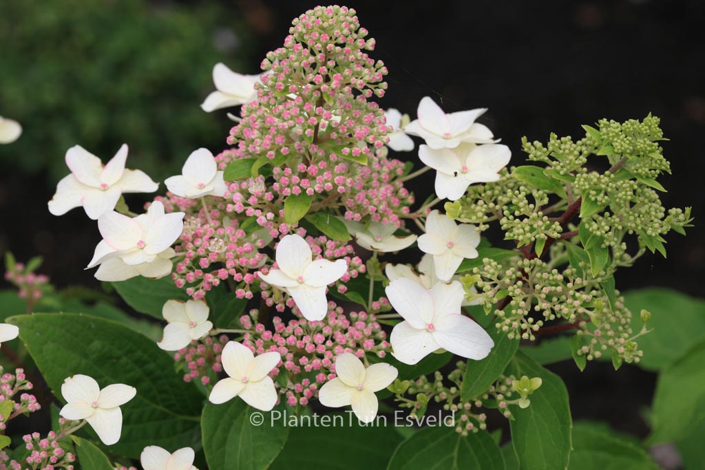 Hydrangea paniculata ‘Last Post’