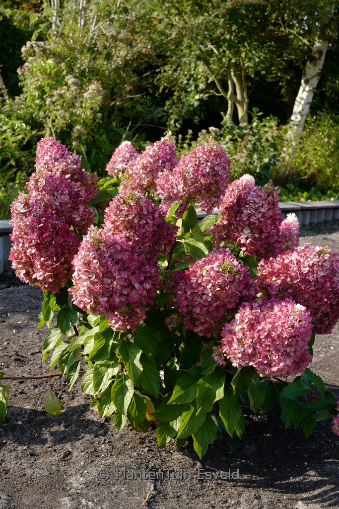 Hydrangea paniculata ‘Living Pinky Promise’