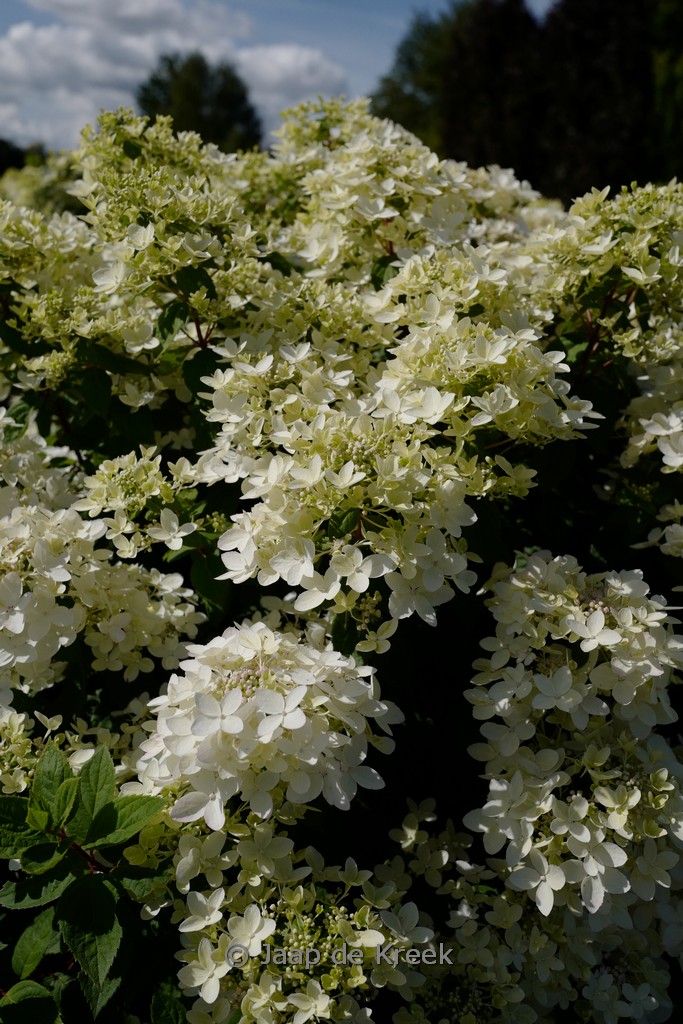 Hydrangea paniculata ‘Living Touch of Pink’