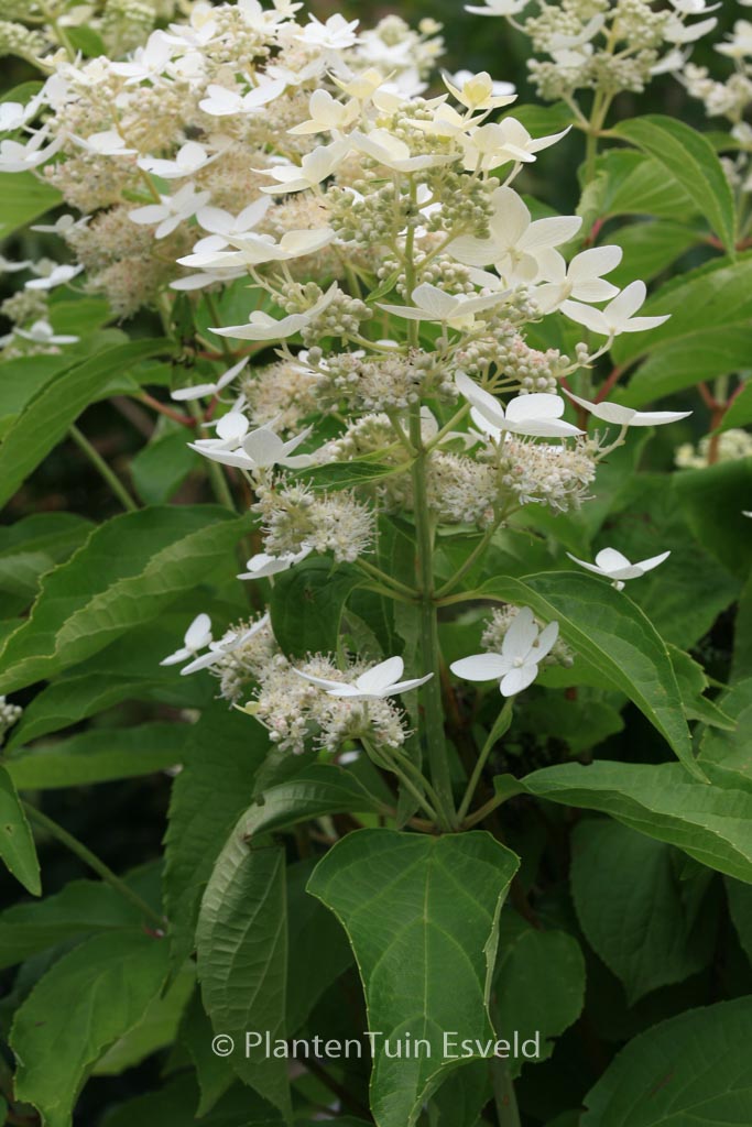 Hydrangea paniculata ‘Marie Louise’