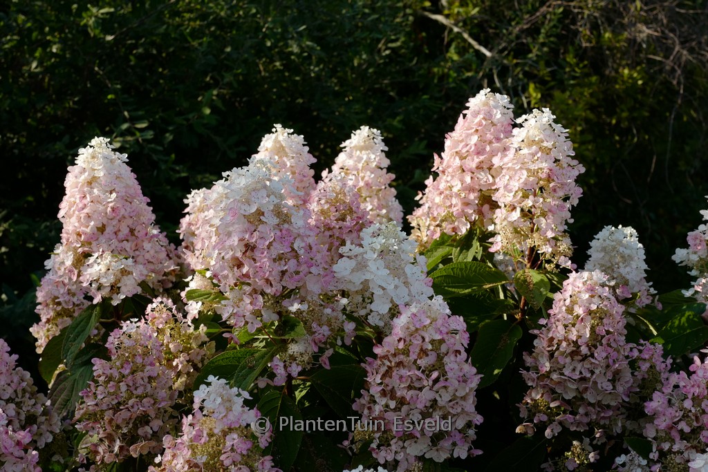 Hydrangea paniculata ‘PIIHPI’ (BABY LACE)
