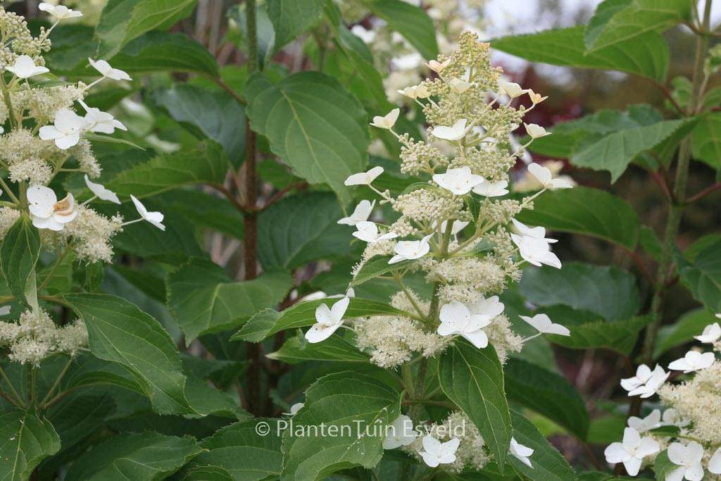 Hydrangea paniculata ‘Papillon’