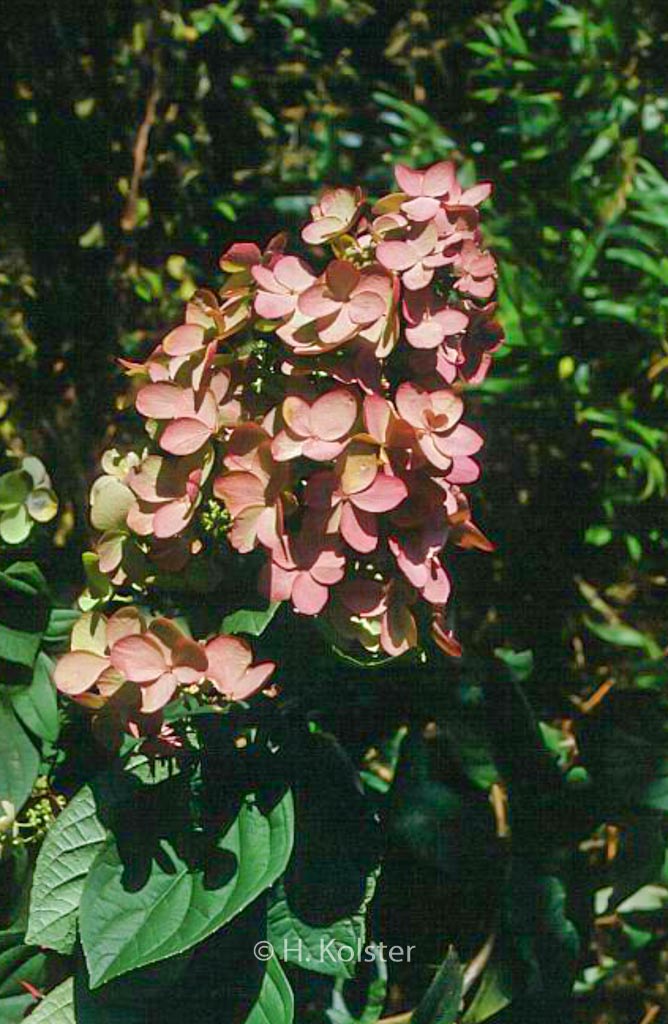 Hydrangea paniculata ‘Pink Beauty’