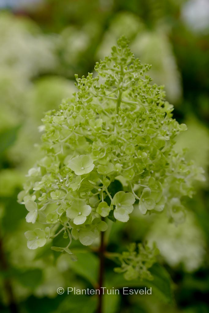 Hydrangea paniculata ‘Polar Bear’