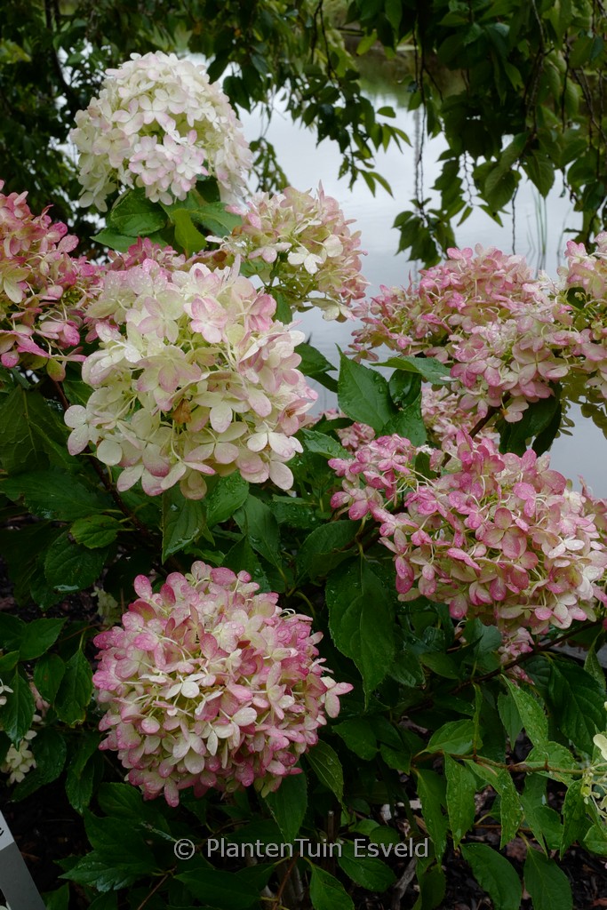Hydrangea paniculata ‘Rou201406’ (GRAFFITI)