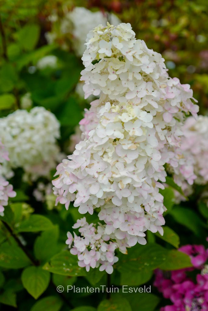 Hydrangea paniculata ‘SMHPFL’ (FIRE LIGHT)