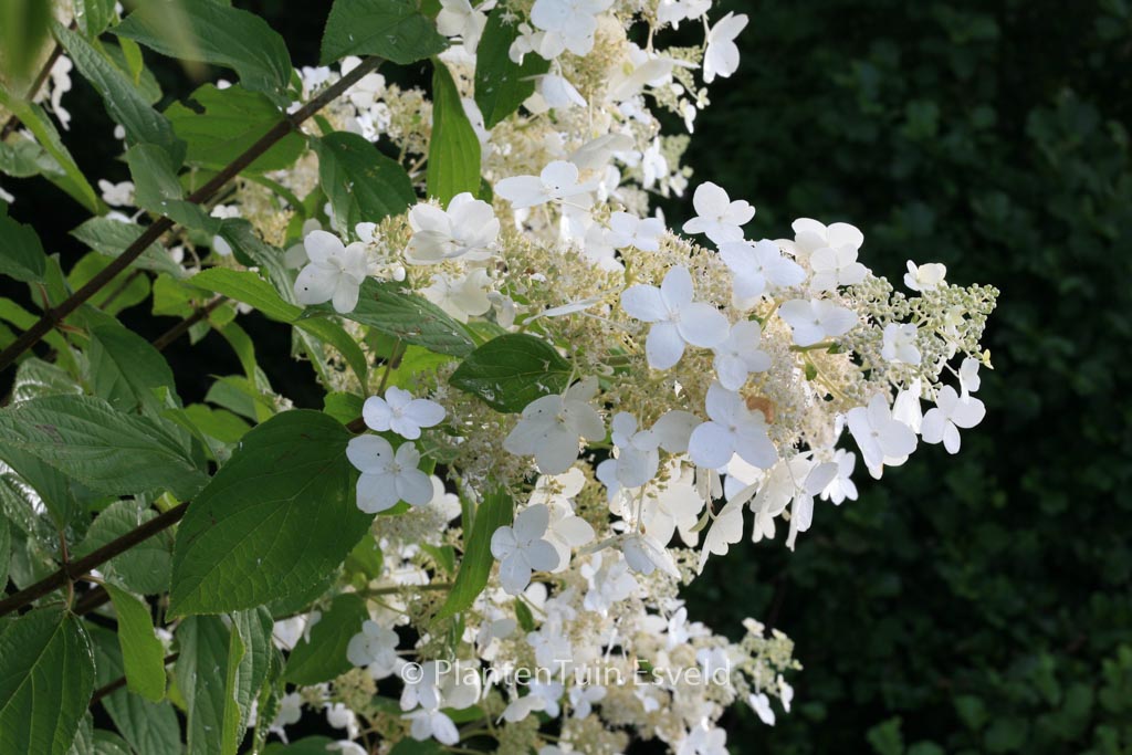 Hydrangea paniculata ‘Skylight’
