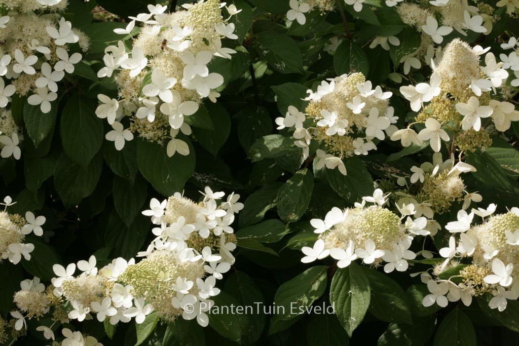 Hydrangea paniculata ‘White Goliath’