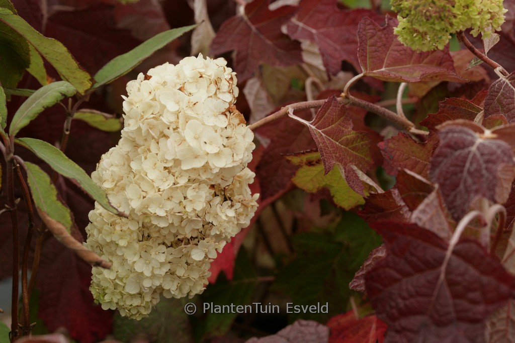 Hydrangea quercifolia ‘Black Porch’