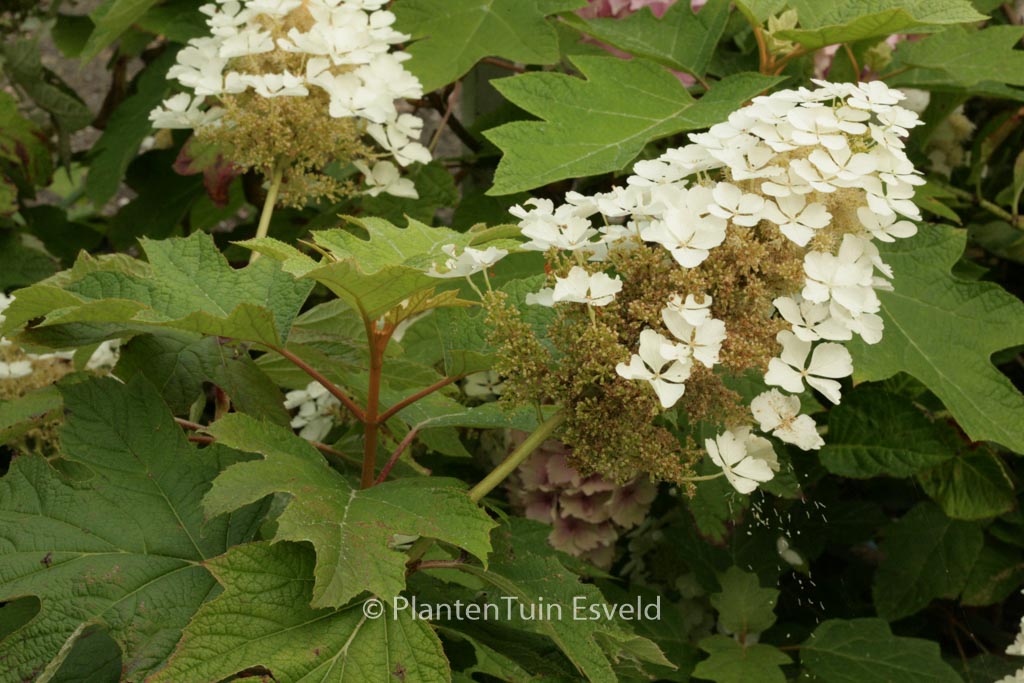 Hydrangea quercifolia ‘Tennessee Clone’