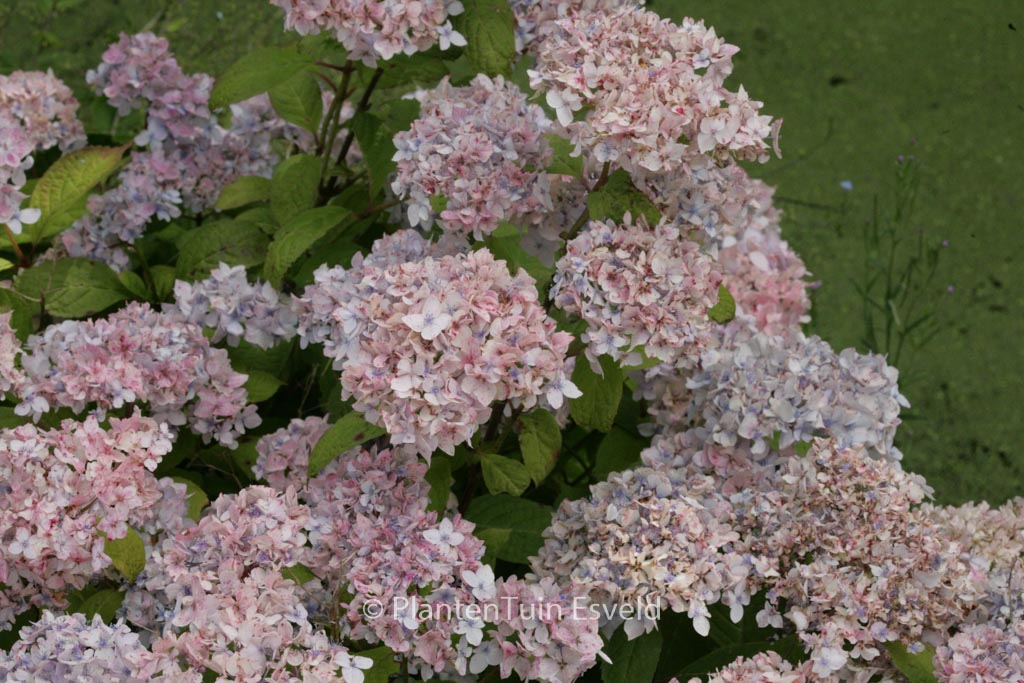 Hydrangea serrata ‘Akishino-temari’