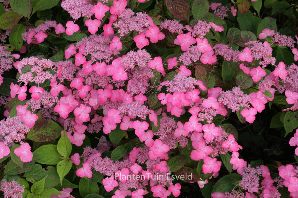 Hydrangea serrata ‘Dolmyf’ (AVELROZ)