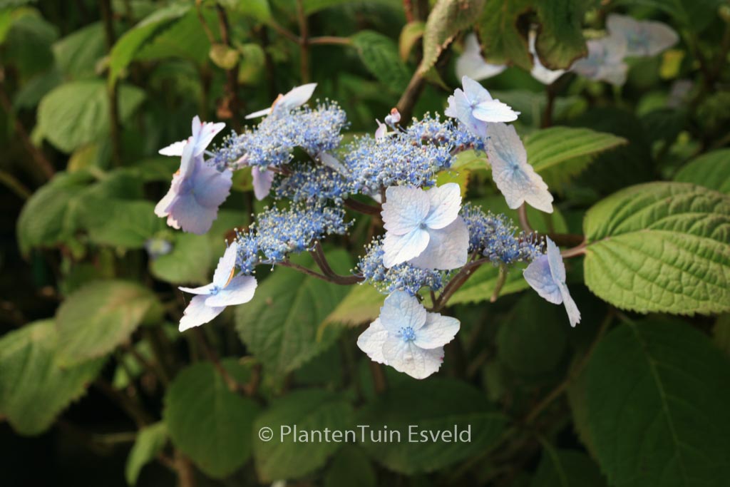 Hydrangea serrata ‘Elisabeth’