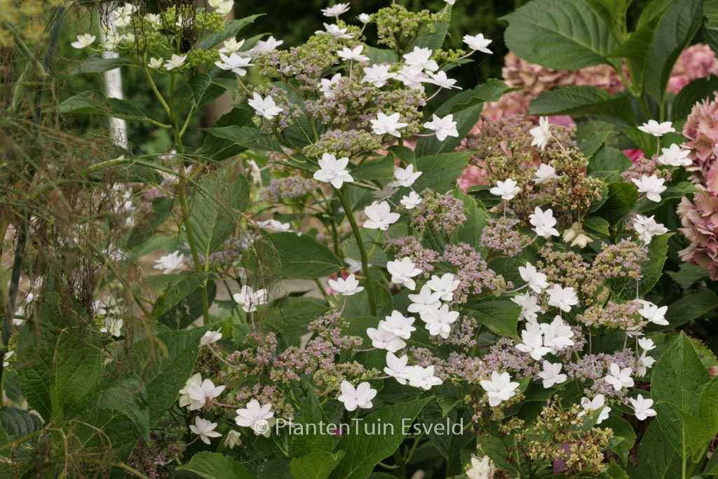 Hydrangea serrata ‘Fuji Waterfall’