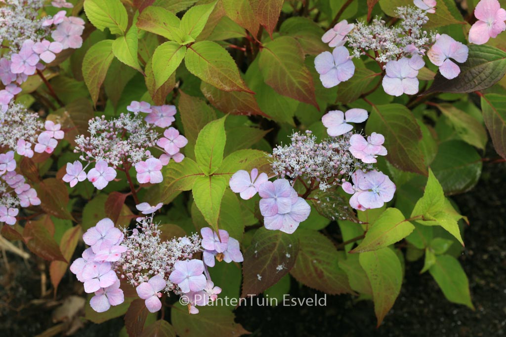 Hydrangea serrata ‘Graciosa’