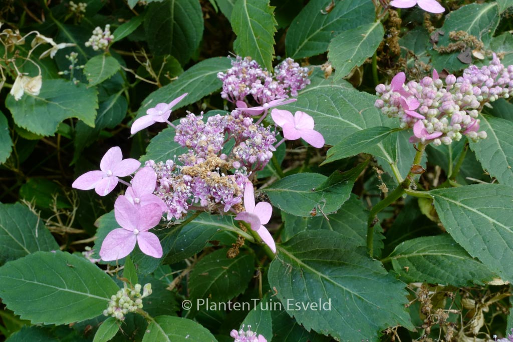 Hydrangea serrata ‘Kaikyo’