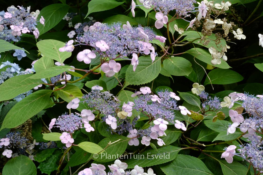 Hydrangea serrata ‘Ohmimachi-ezo’
